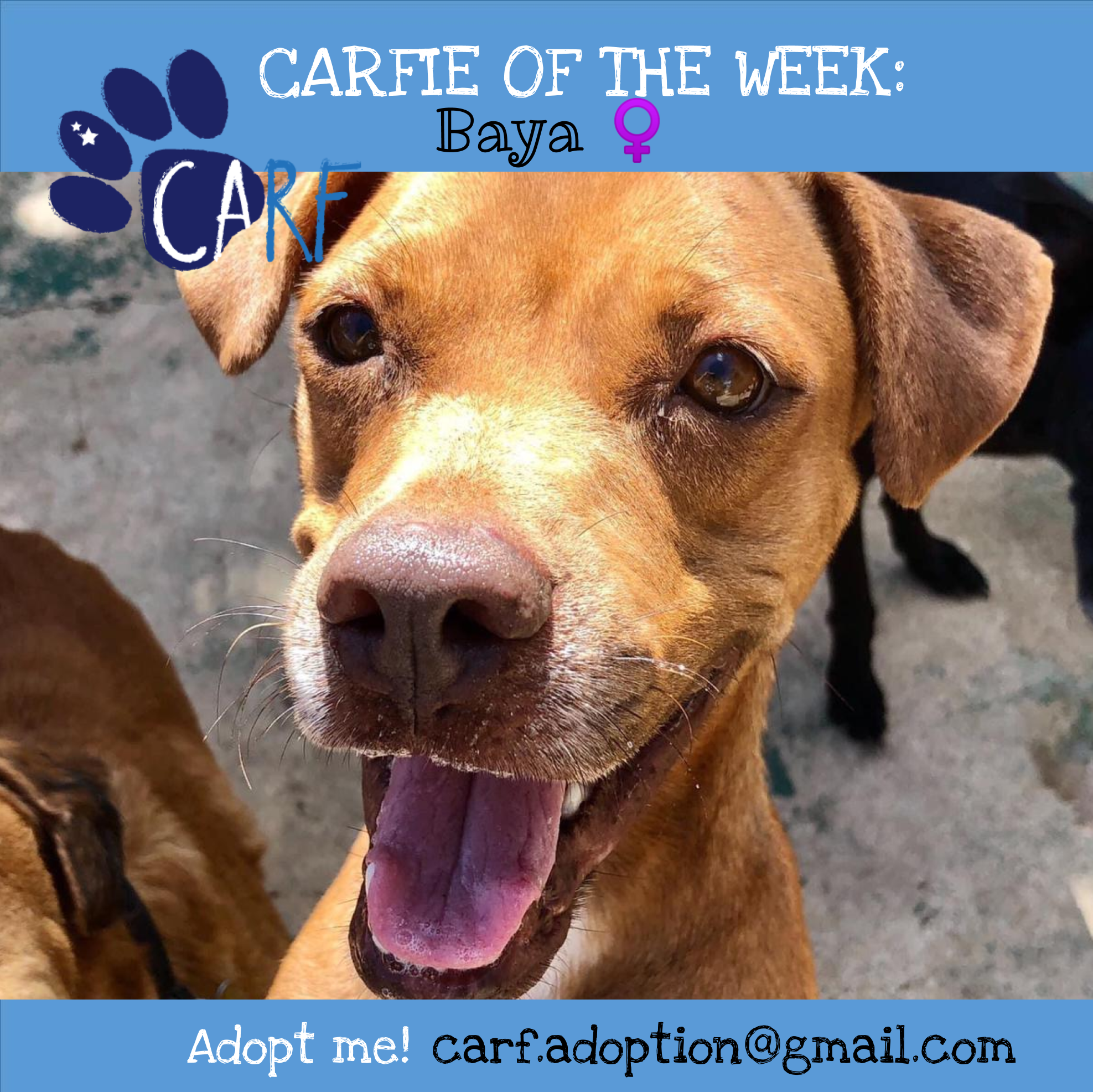 CARFIE Of The Week: Baya