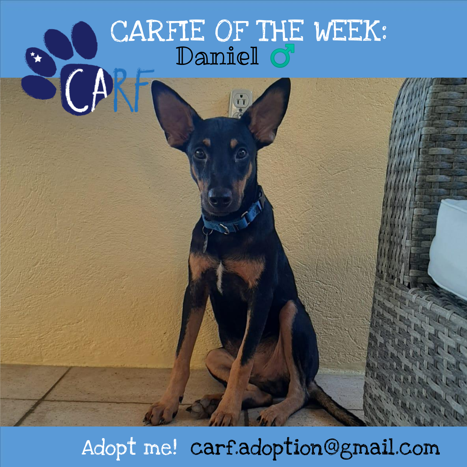 Daniel, CARFIE Of The Week