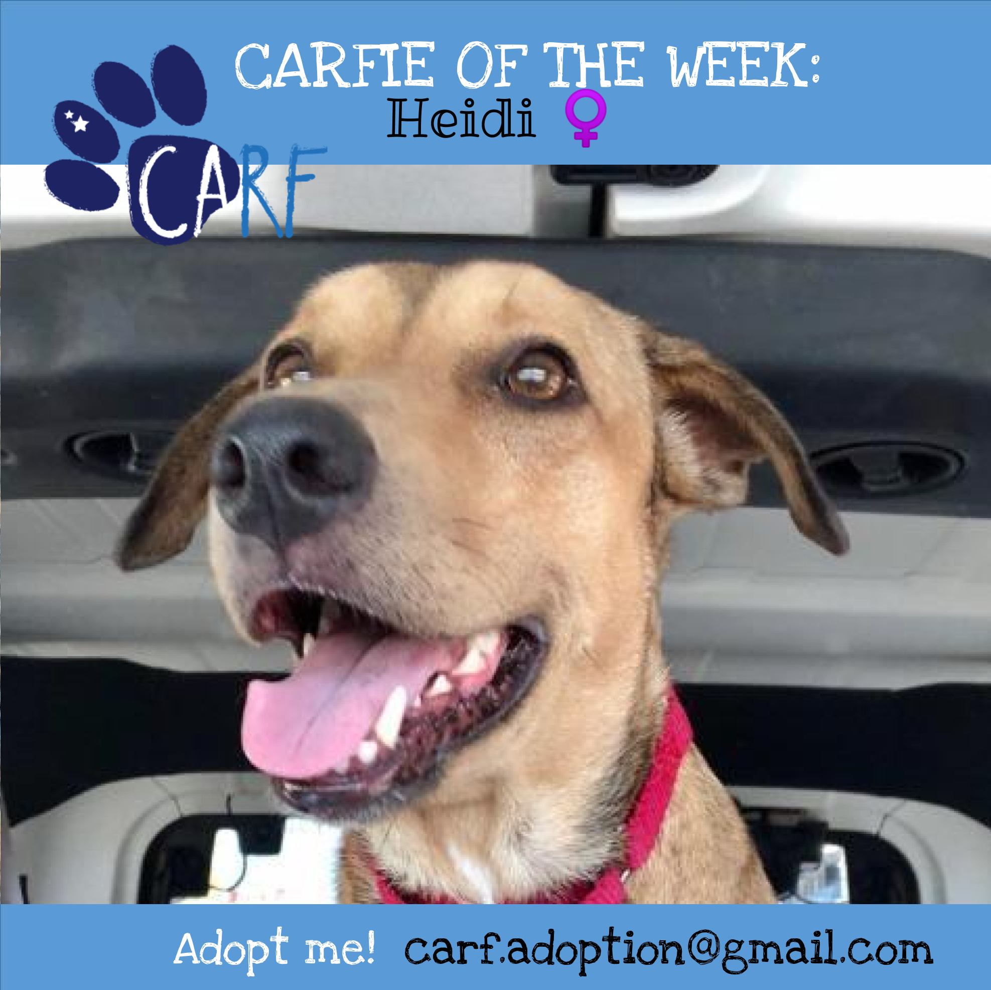 CARFIE Of The Week Heidi